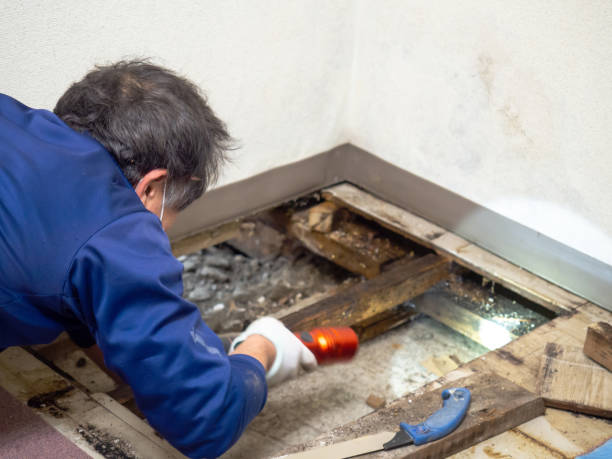 Best Office Mold Removal Services  in Tok, AK