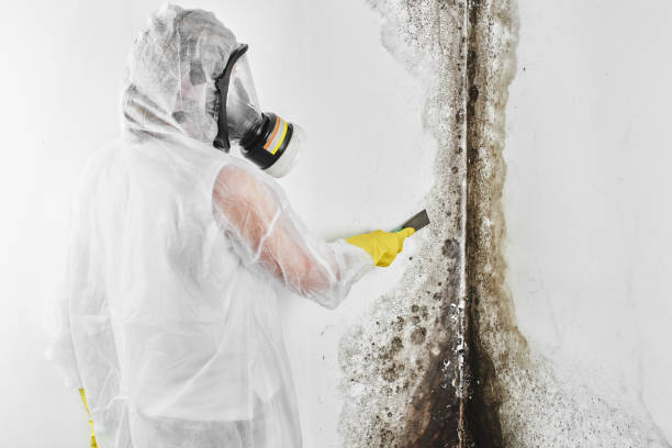 Best Residential Mold Removal  in Tok, AK