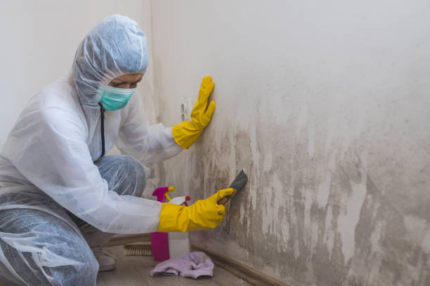Best Mold Remediation Services  in Tok, AK