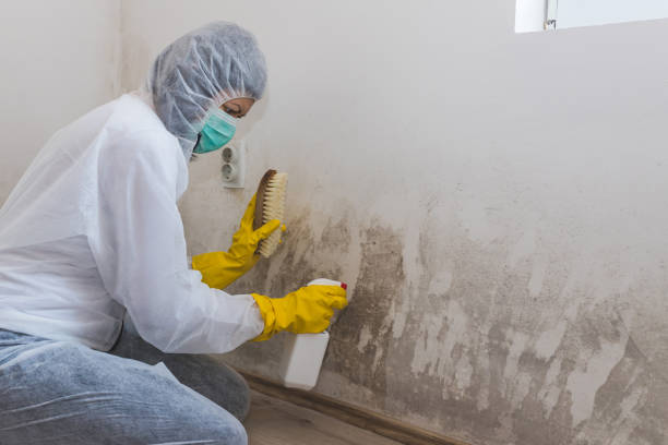 Best Emergency Mold Removal  in Tok, AK