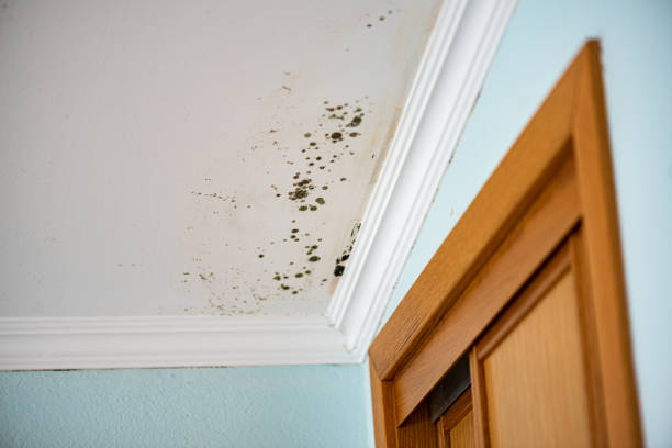 Best Same-Day Mold Removal  in Tok, AK