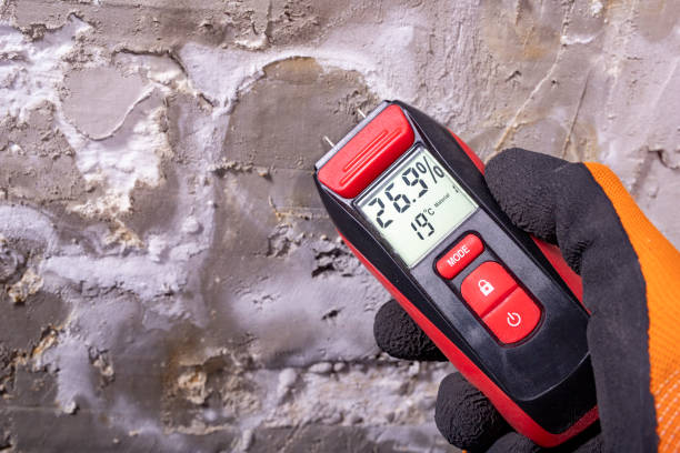 Best Home Mold Removal  in Tok, AK