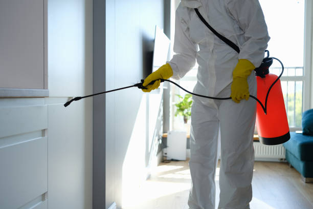 Best Attic Mold Removal  in Tok, AK