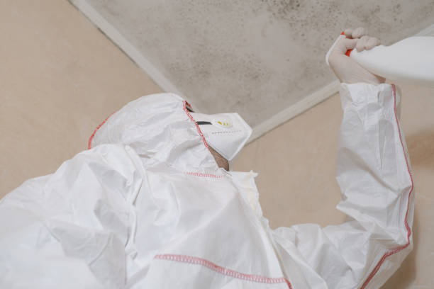 Best Mold Damage Repair  in Tok, AK