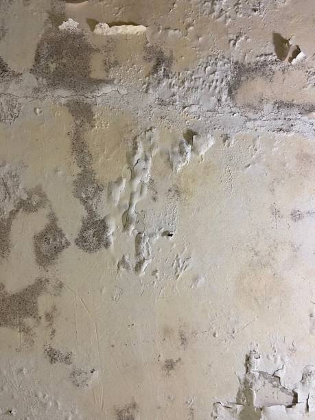 Best Mold Removal Company Near Me  in Tok, AK