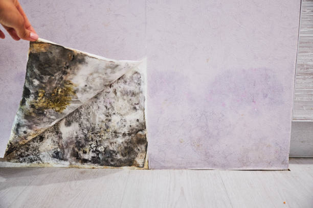 Best Fast Mold Removal  in Tok, AK